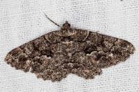 Peribatodes ilicaria ilicaria