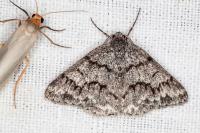 Pseudoterpna coronillaria
