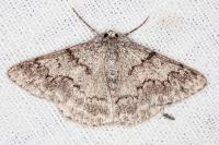 Pseudoterpna coronillaria