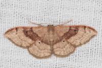 Idaea degeneraria