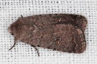 Caradrina flavirena