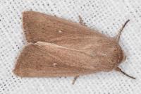 Mythimna sicula