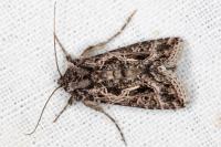 Thysanoplusia daubei