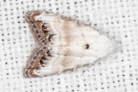 Nola infantula