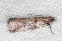 Acrobasis glaucella/fallouella