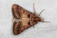Stemmatophora brunnealis
