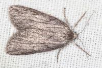 Pachycnemia hippocastanaria hippocastanaria