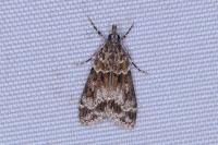 Eudonia mercurella