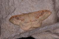 Idaea rubraria