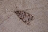 Scoparia ambigualis/basistrigalis