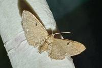 Eupithecia assimilata