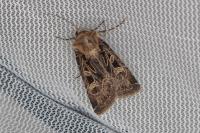 Chersotis oreina