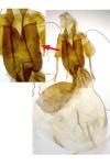 Chersotis oreina