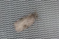Nycteola asiatica