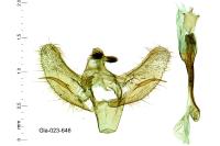 Metasia cuencalis bourgognei