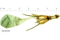 Ephestia welseriella