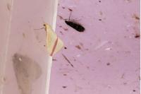 Rhodometra sacraria