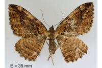 Philereme transversata