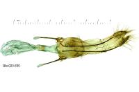 Philereme transversata