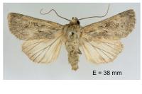 Dichagyris forcipula