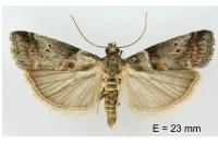 Acrobasis consociella