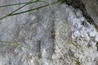 Camptogramma scripturata