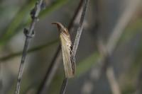 Hypsotropa gallohispanicella