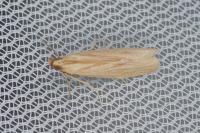 Hypsotropa gallohispanicella