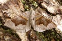 Scotopteryx moeniata