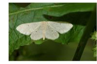 Idaea straminata