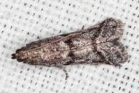 Ephestia mistralella