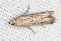 Phycitodes inquinatella