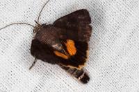 Noctua janthina