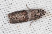 Phycita roborella
