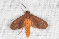 Dysauxes famula