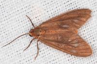 Dysauxes famula