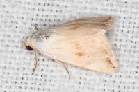 Eublemma ostrina
