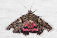 Catocala dilecta