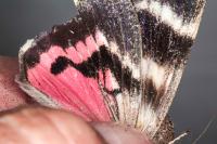 Catocala dilecta