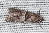 Alophia combustella