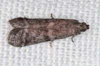 Ephestia woodiella