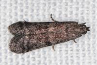 Ephestia woodiella
