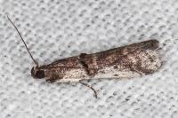 Pseudacrobasis tergestella