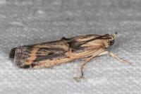 Psorosa dahliella