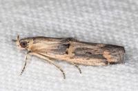 Psorosa dahliella