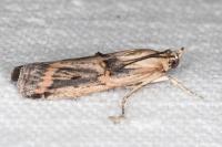 Psorosa dahliella