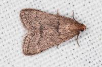 Bostra obsoletalis