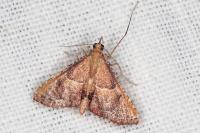 Endotricha flammealis