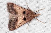 Stemmatophora brunnealis