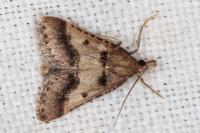 Stemmatophora brunnealis